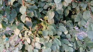 Слива Киргизская превосходная.