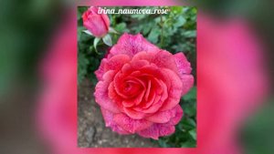 Роза Пьер Карден  Rose Pieree Carden