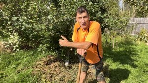 Яблони будут ломиться от яблок каждый год - простой се?