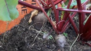 Свекла в мешке Классные советы дает @Сад и огород в меш