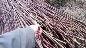 Как вырастить ивовую лозу самому.