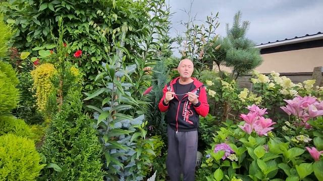 Лилия Robina и размер бутона !