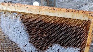 Ещё один камень в огород матковода Лемешева