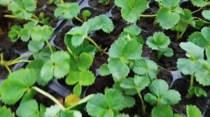 Выращивание клубники в Краснодарском крае, особеннос?