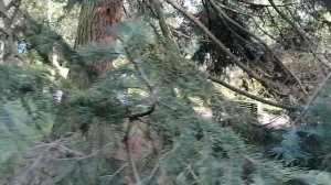 Пихта одноцветная (Abies Concolor)