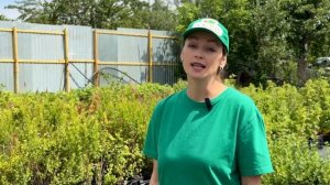 Выбираем розы правильно: классификация роз 🌹