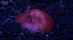 ЧЕРВИ ЕДЯТ ЯБЛОКО. WORMS EAT APPLE. CHUVALCHANGLAR OLMA EYISHI.ЧУВАЛЧАНГЛ?