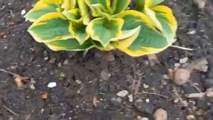 #дизайнсада #хостаОтэмФрост / Хоста Отэм Фрост (лат.hosta