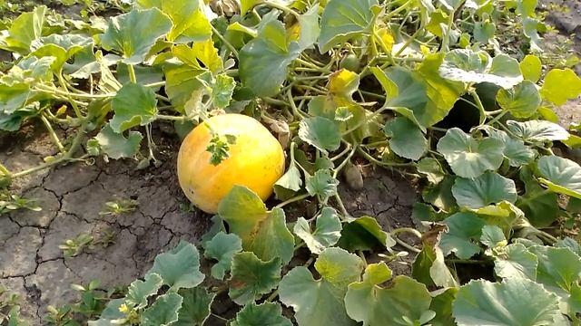 Применение биогумуса, для выращивания день и арбузов.? смотреть онлайн