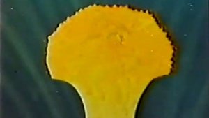 Оплодотворение цветковых растений