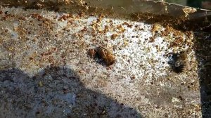 Обработка пчёл от клеща Альпийский улей.