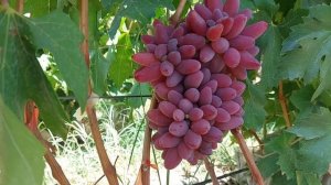 Виноград Дубовский розовый. ГФ Гусева Сергея Эдуардов