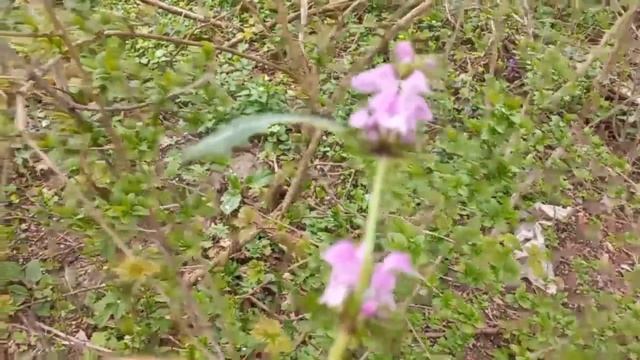 Сроки Цветения Медоносов на Кубани!!! смотреть онлайн