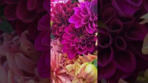 Твой букет.Саженцы роз и клубни георгин.