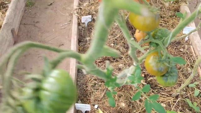 Обзор теплицы Часть 1 смотреть онлайн