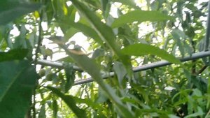 Персик САНРАЙЗ - другий урожай.