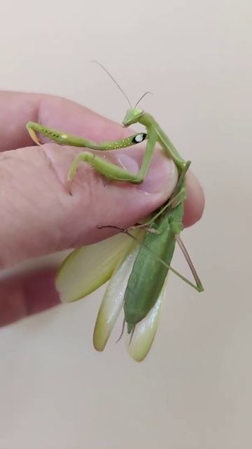 Нашествие богомолов в Московской области летом 2021 год смотреть онлайн