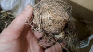 Как сохранить гладиолусы,канны,каллы,георгины.31.12.23.Се