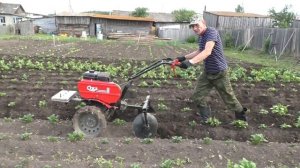 Первое окучивание картофеля  - мотоблок Ока.