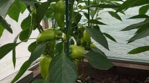 Перец сладкий ИВЕТТА, 8.07.2025г.