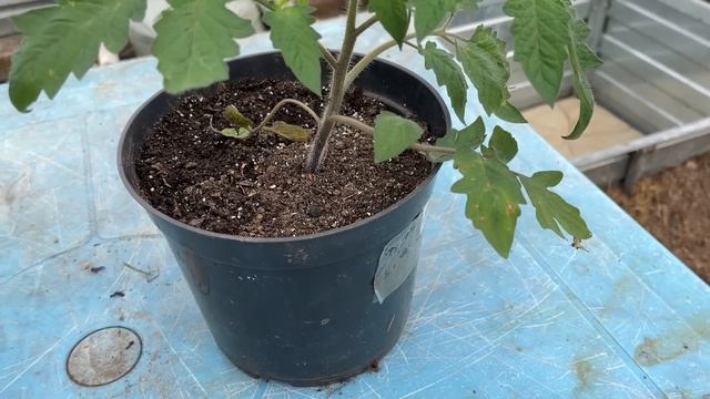 Рассада Всего 44 сорта томатов для ОГ и теплиц смотреть онлайн