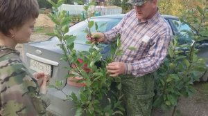 Обрезка карликовых яблонь