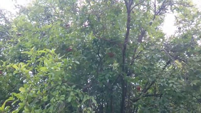 Спеют гранаты. Юсуповский дворец. Крым. 2019 г. смотреть онлайн