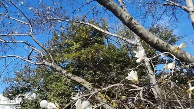 Магнолия Кобус | Жизнь на Юге смотреть онлайн