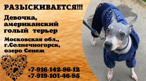 Пропала собака! Девочка. Американский голый терьер. Московская обл,  г. Солнечногорск