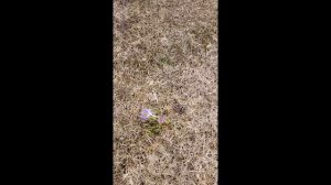 Крокусы на газоне. Цветение март 2023 г.