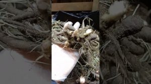 Пионы🌸 Распаковка🌸 Корни пионов из Европы