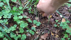 Продолжаем собирать белые грибы в подмосковном лесу. ?