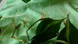 Филодендрон Бразил уход размножение