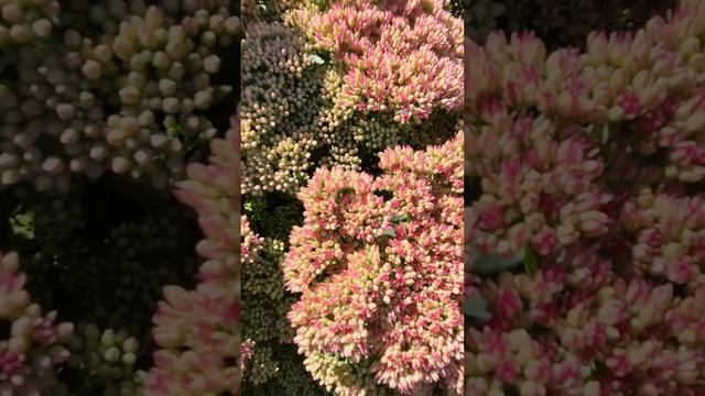 Очитки/Седумы- лучшее для осеннего сада.                  #мно? смотреть онлайн