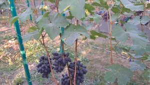 Гібридна форма винограду Торнадо. Результати врожаю. ?