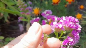 Статица. Один из красивых сухоцветов в саду.