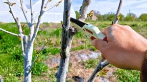 Обрезка черешни в первые года! ПРОСТО И ПОНЯТНО! Форми?