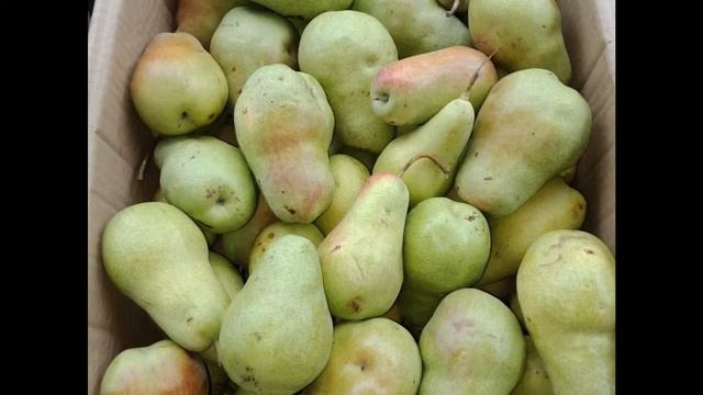 Мед, яблочки, груши и сливы с доставкой по Астане от Со? смотреть онлайн