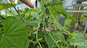 ОБЗОР/Теплицы/Что растёт? ТОМАТЫ/ОГУРЦЫ/ПЕРЦЫ/ #огород