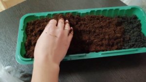 Сею ПЕТУНИЮ на черенки из семян. Петунии ГИГАНТЫ💐 укр