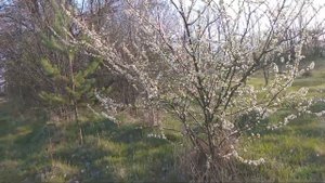 🌞 Цветёт алыча Камета Кубанская!🪷