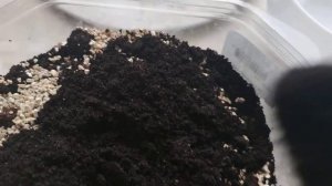 Заготовьте так грунт для рассады и  не пожалеете