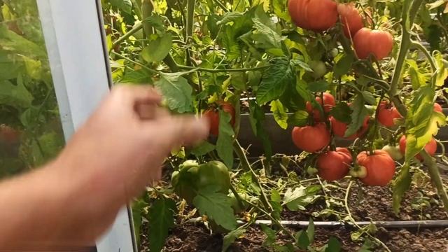 Теплица из раздвижных балконных рам - результаты. смотреть онлайн