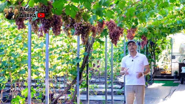 План работ на винограднике в сентябре 🍇 смотреть онлайн