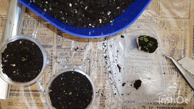 Лобелия Как посадить лобелию семенами Сажаем лобели? смотреть онлайн