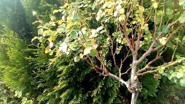 Штамбовые розы/ Вторая волна цветения 7.09.2019 смотреть онлайн