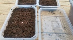 Цветы к 8 Марта. Кальцеолярия. Посев.