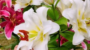 Лилии ОТ гибриды.Эль Капитан,Бейджинг Мун, Близзард. В?