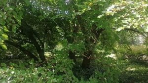 Шелковица белая (Morus alba)