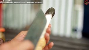 ГРИБ ВЕСЁЛКА   как вырастить